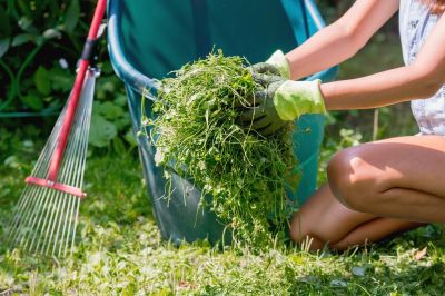 Routine Lawn Care