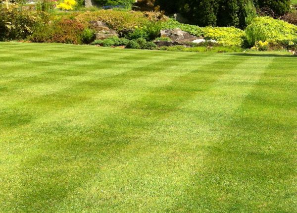 Commercial Grass Cutting in Hattiesburg