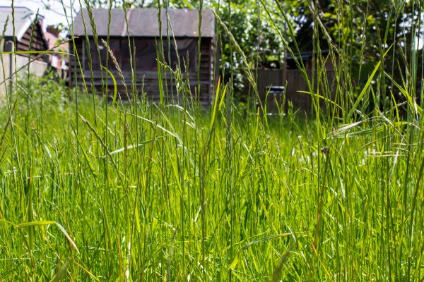 Overgrown Lawn Trimming in Hattiesburg
